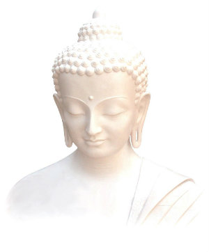 buddha weiss 300